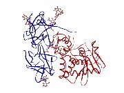 Fig. 3: A-B protein toxin ricin (2AAI.pdb). B-chain blue ribbon with bound carbohydrates, A-chain red ribbon.