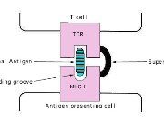 Fig 3: As a bifunctional molecule, superantigens bond simultaneously with the receptor sites of Class II MHC molecules in the cell containing antigens and with the T-cell receptors (TCR). Source: http://bioinfo.bact.wisc.edu/ themicrobialworld/staph.html